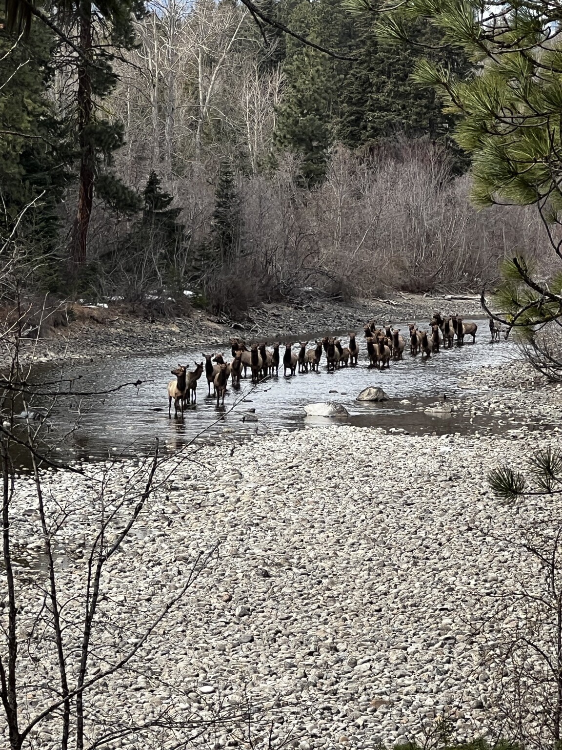 Herd of elk walking through a mountain river