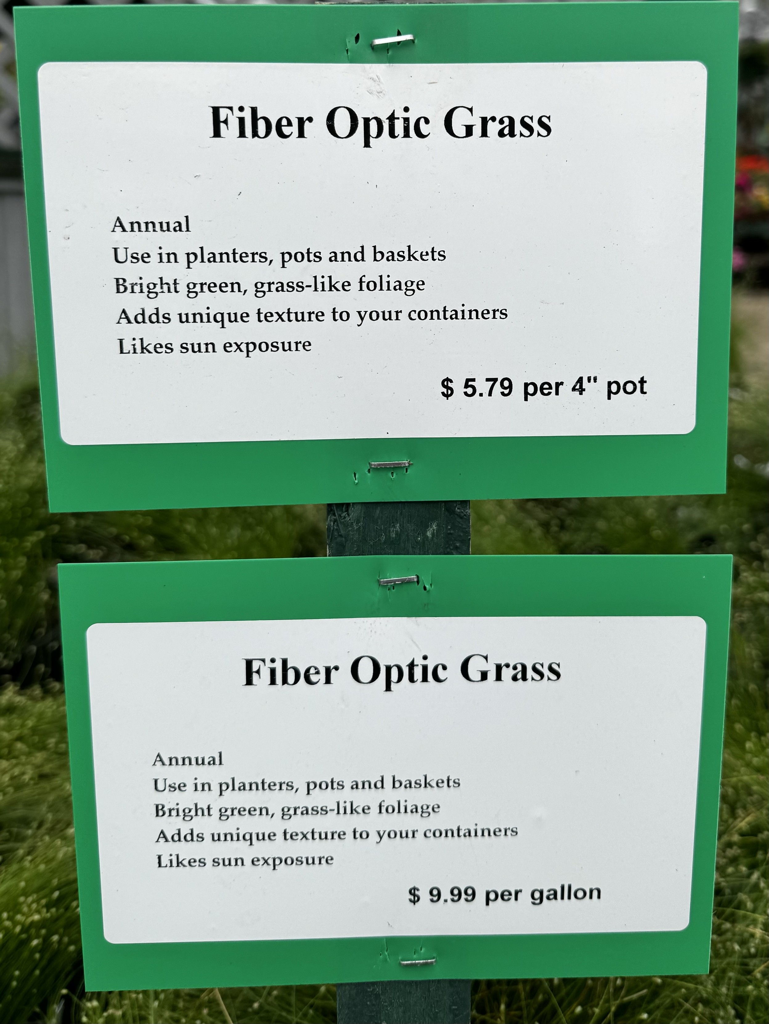 A plant placard for “Fiber Optic Grass” 