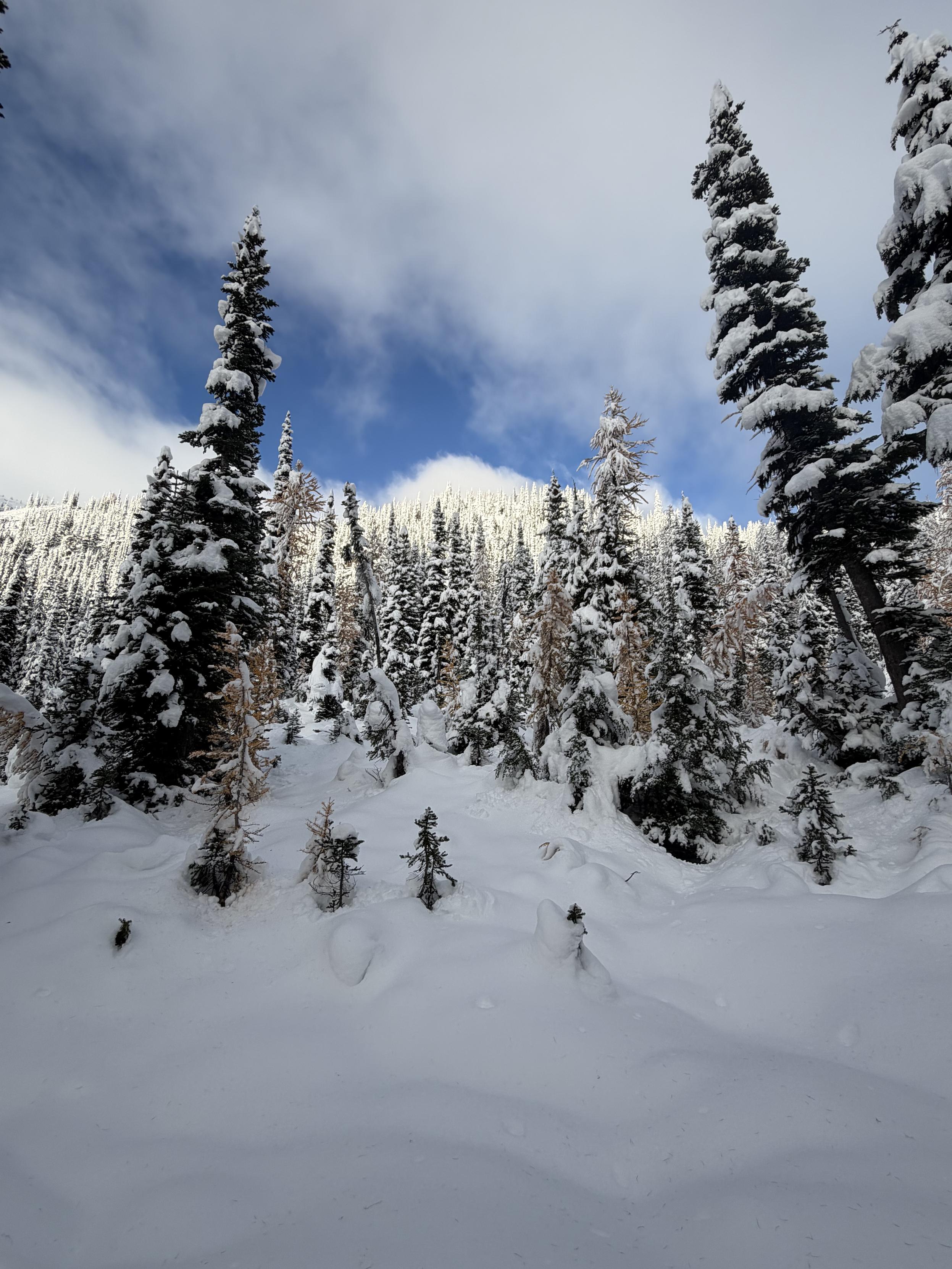 Stand of larches in the snow