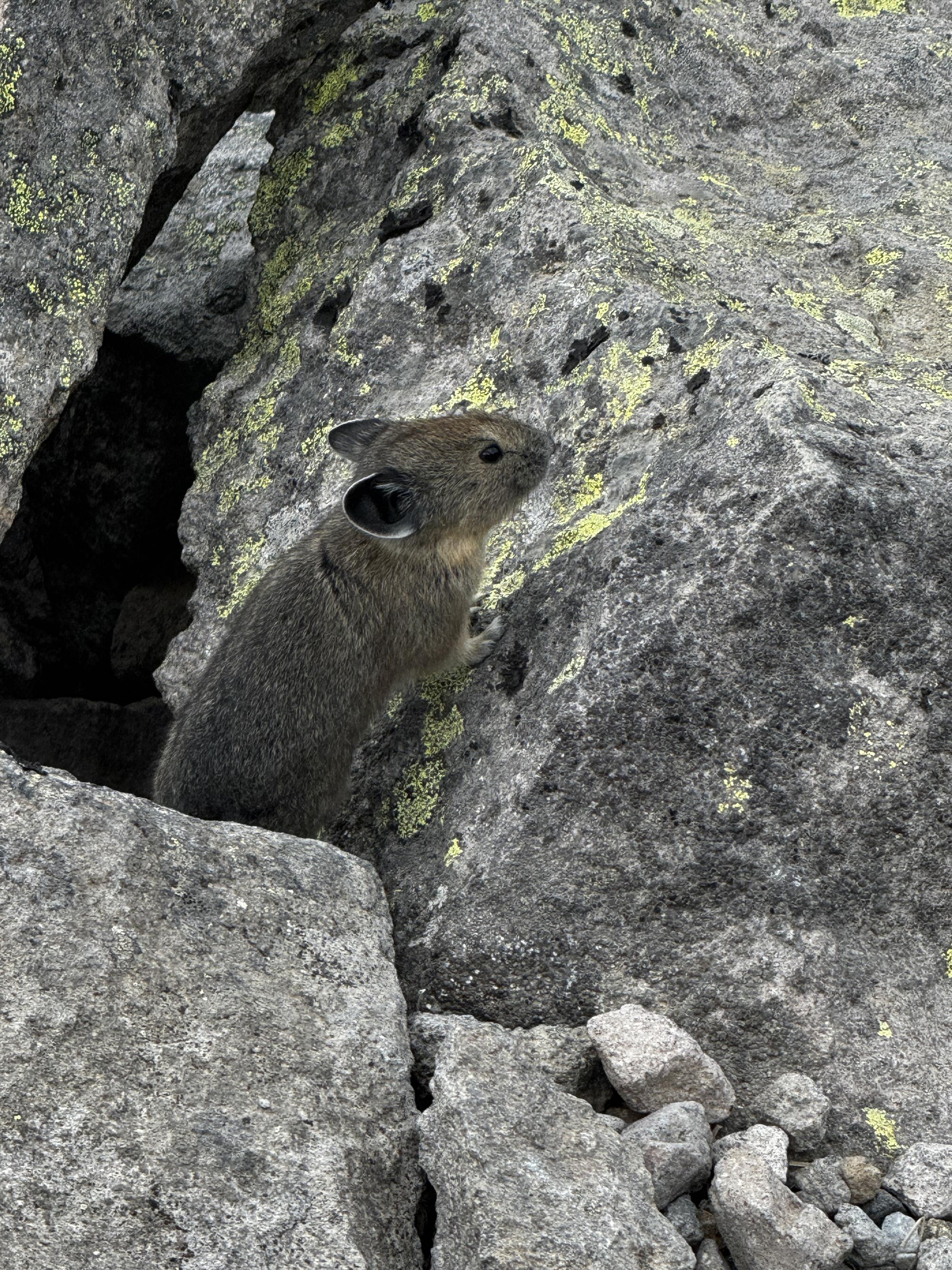 A curious pika looking over a rock