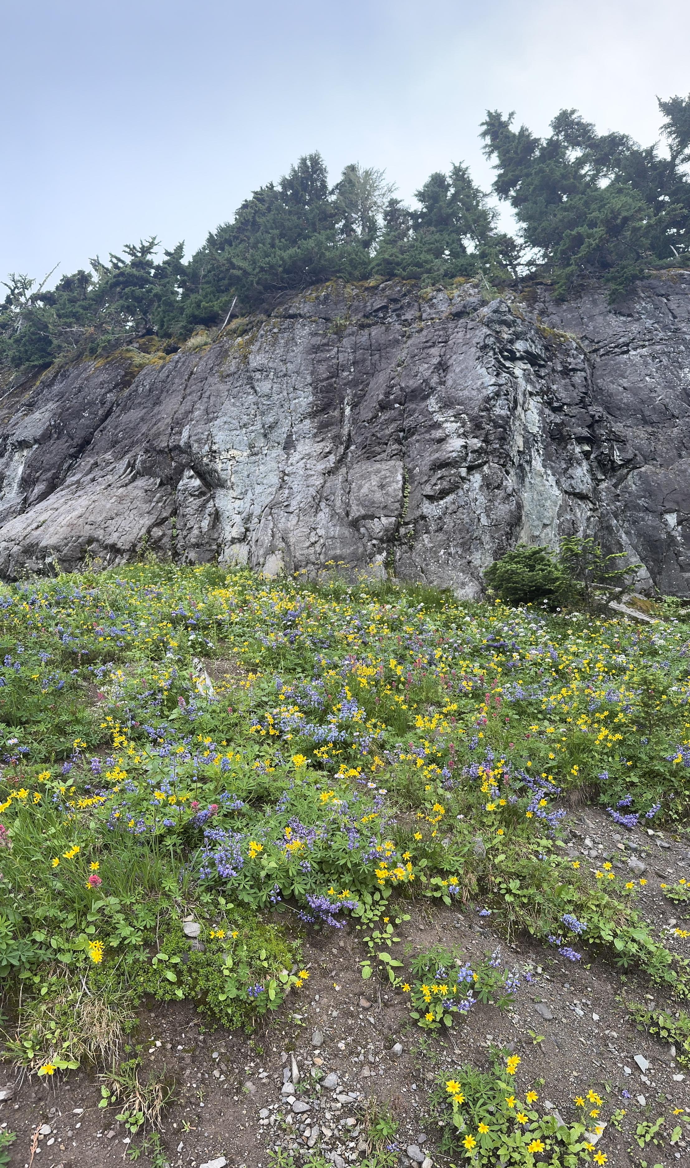 Castilleja, Broadleaf Arnica, Lupine at the foot of a rock cliff 