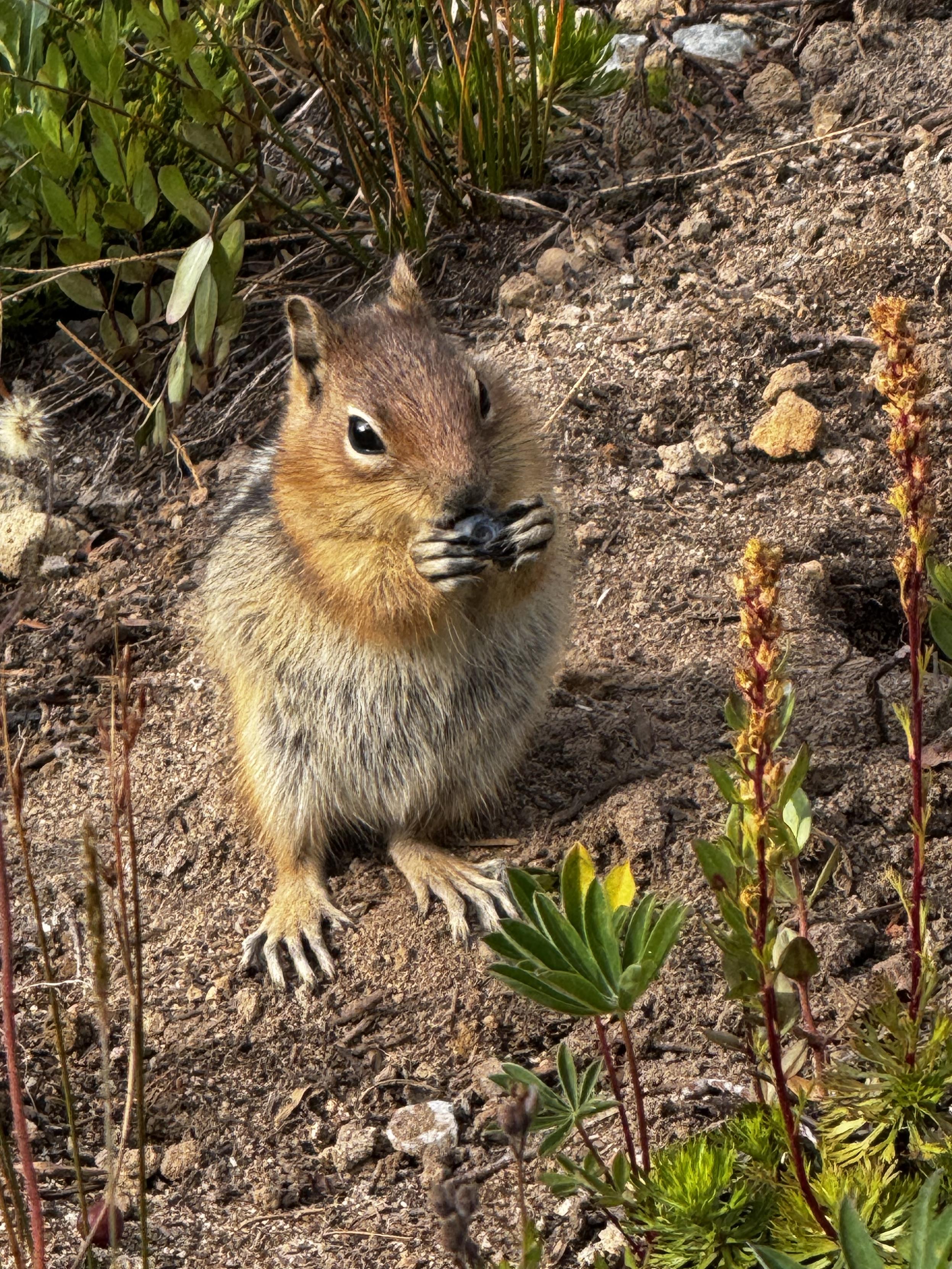 Townsend’s Chipmunk was feasting on blueberries