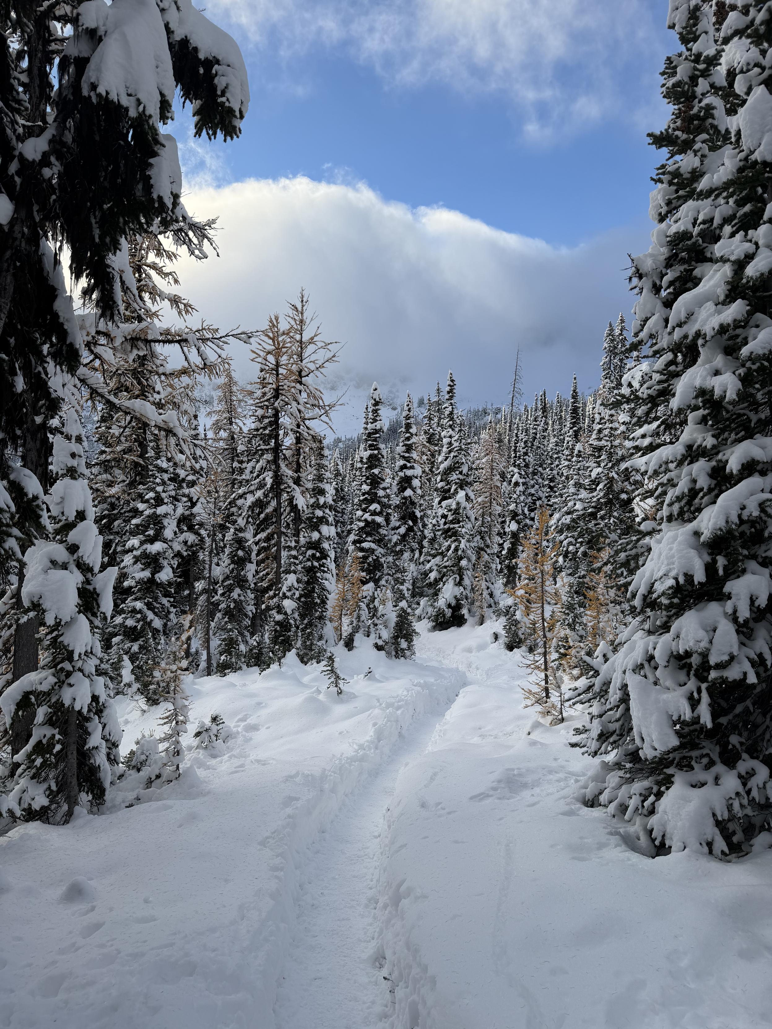Snowy trail among larches. 
