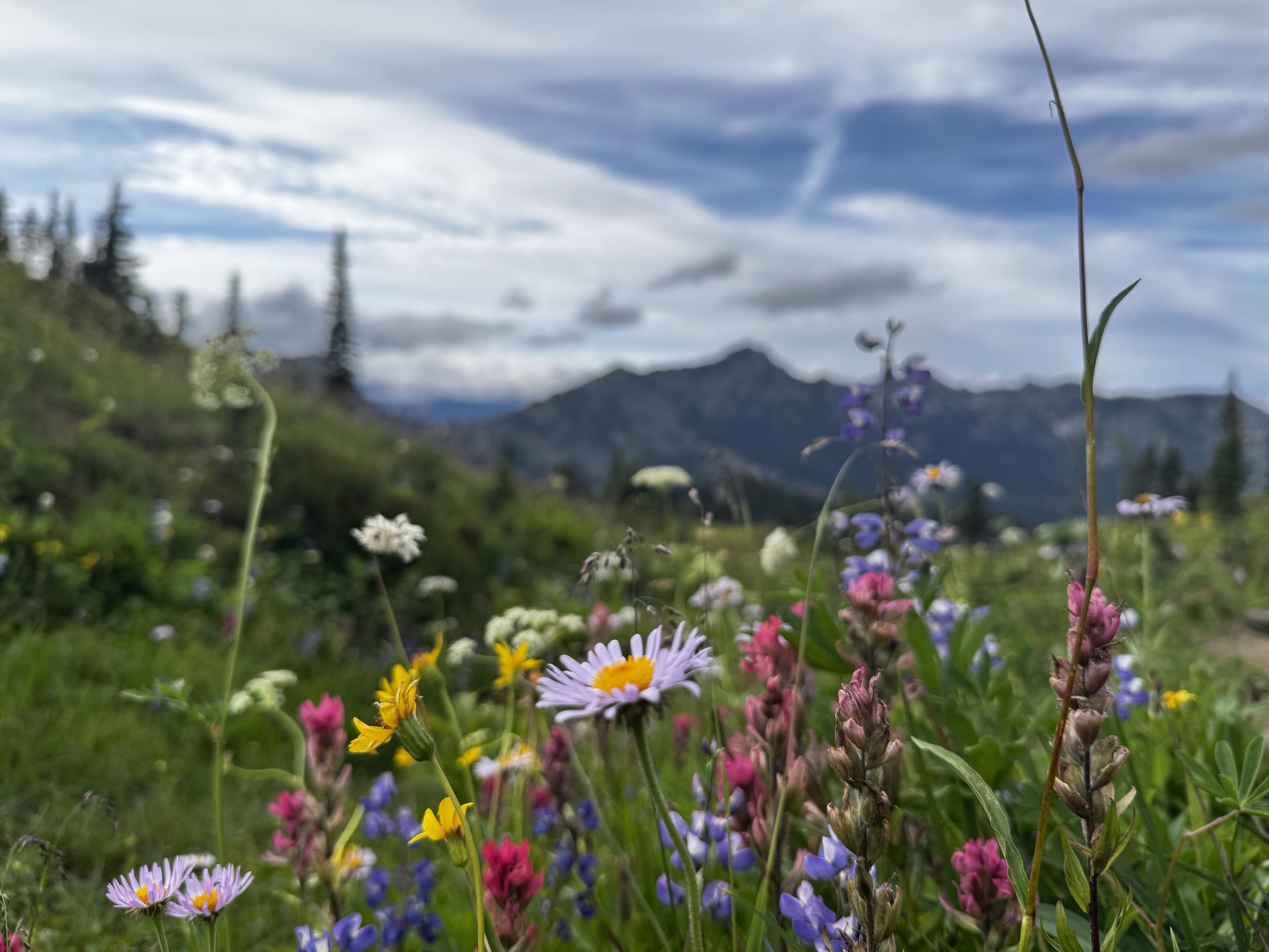 Castilleja, Aster, Lupine, Broadleaf Arnica