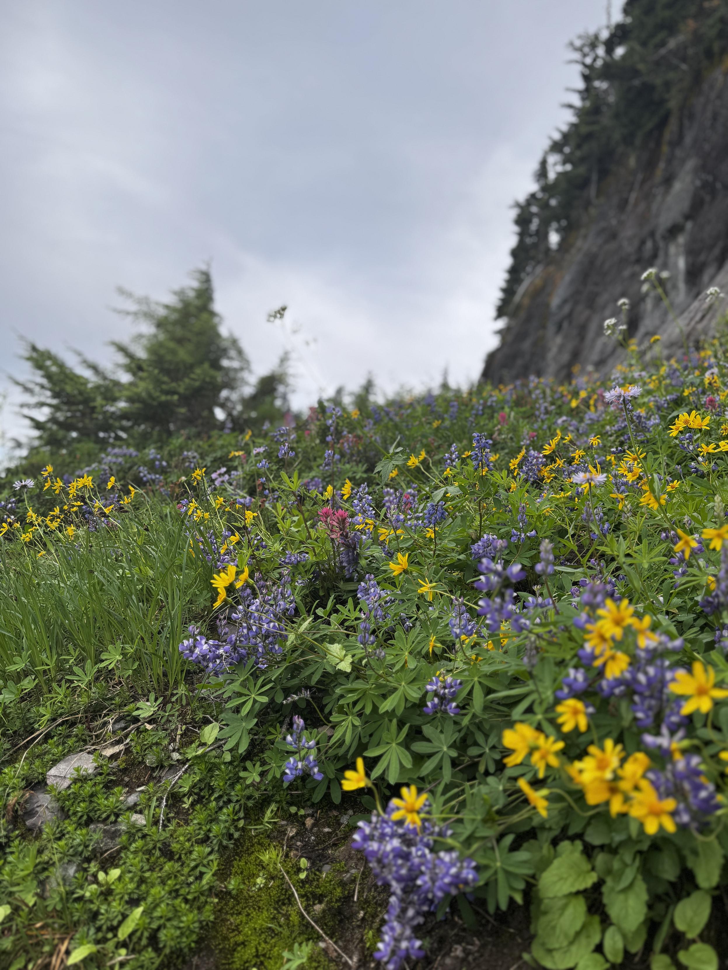 Castilleja, lupine, Broadleaf Arnica