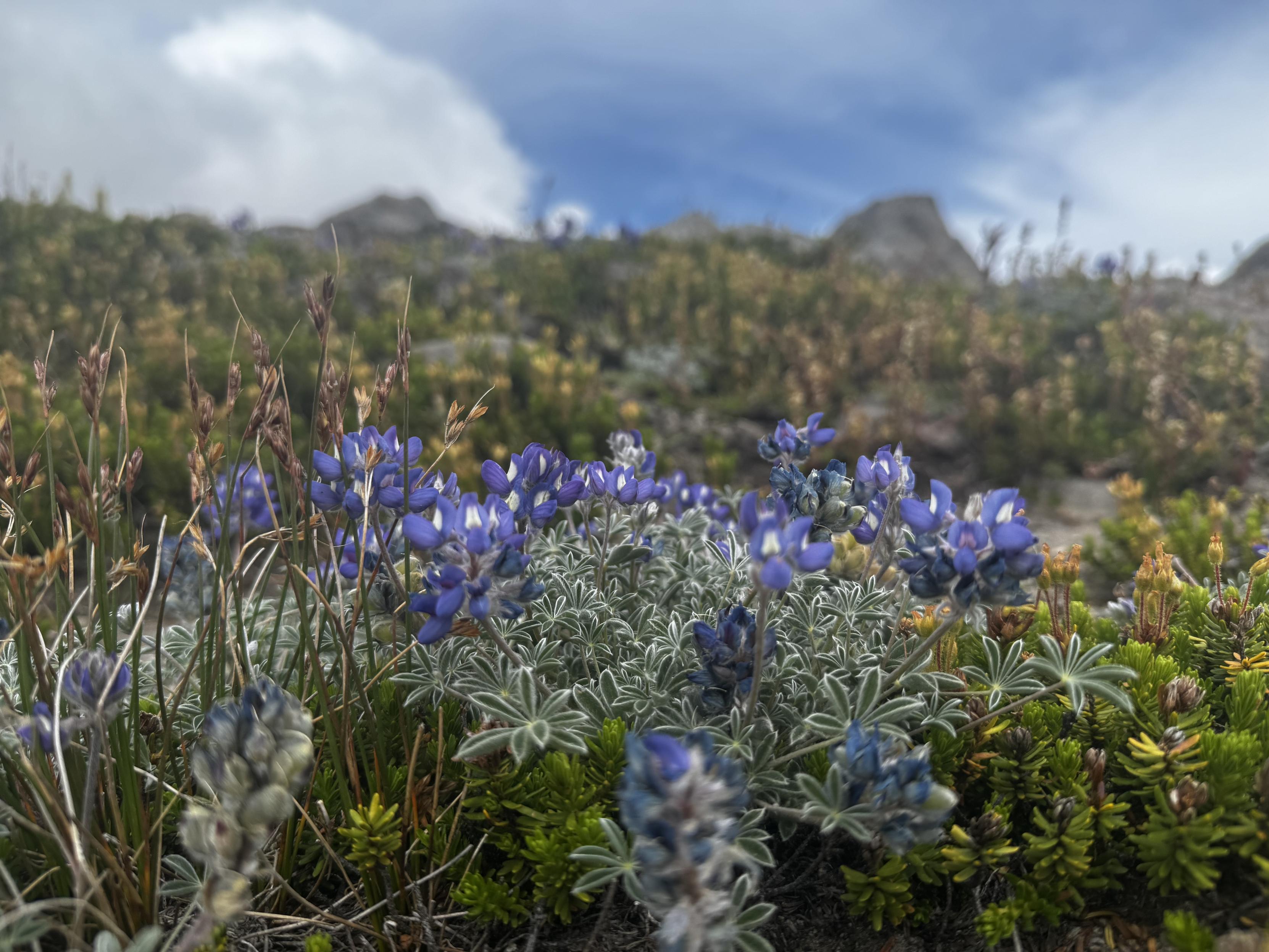 Small lupine above the treeline