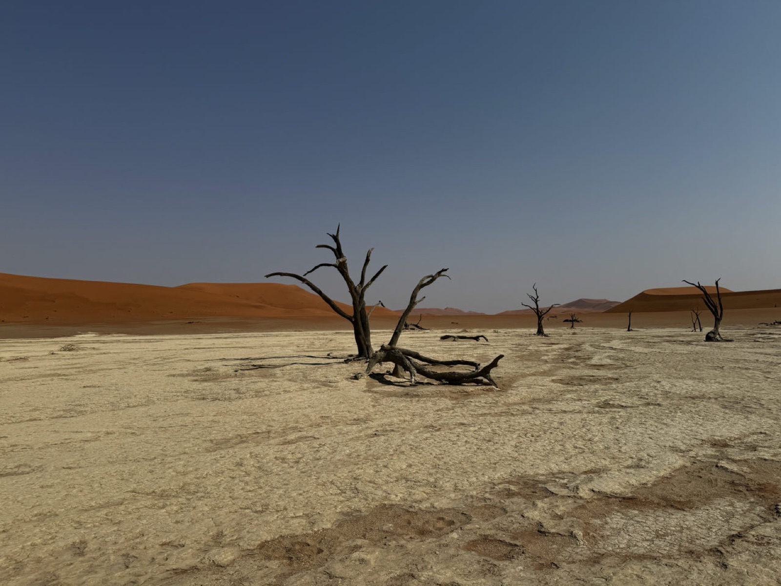 Dead camelthorn trees on the white clay pan of Deadvlei