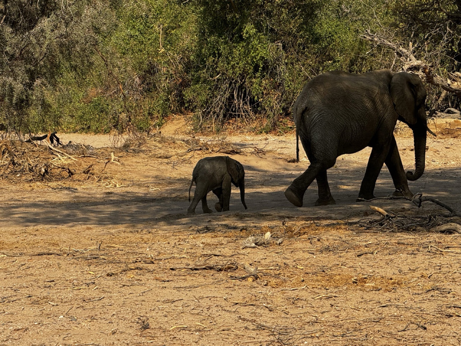 A desert elephant and her calf in a dry riverbed