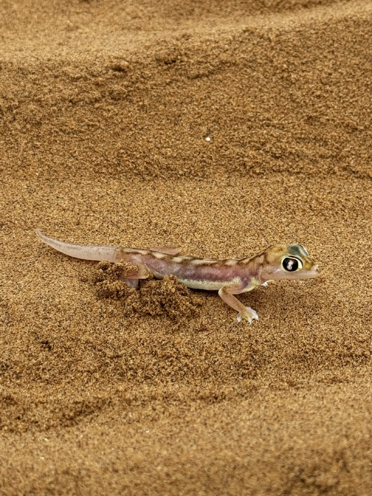 A translucent dune gecko on the sand