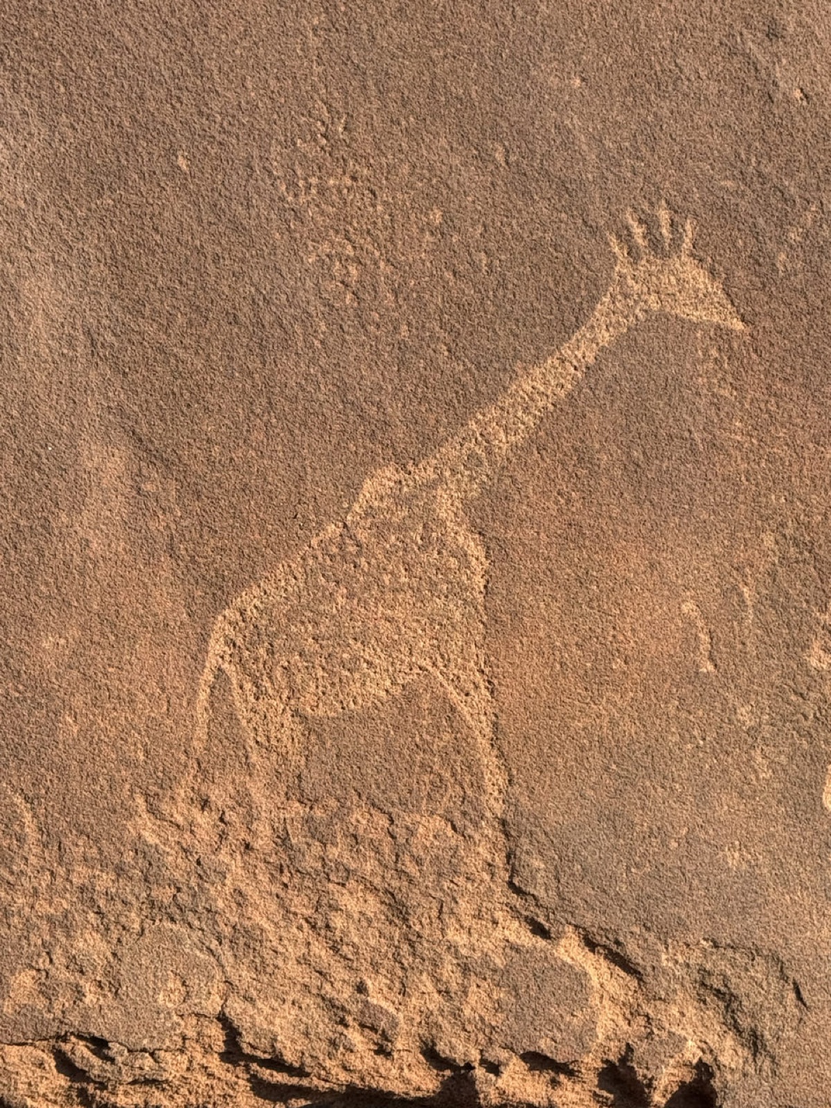 An ancient rock engraving of a giraffe
