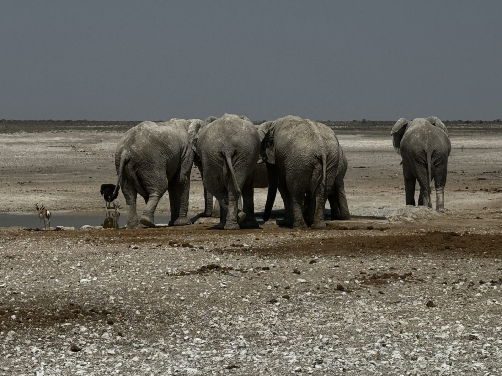 Dust-covered elephants at an Etosha waterhole