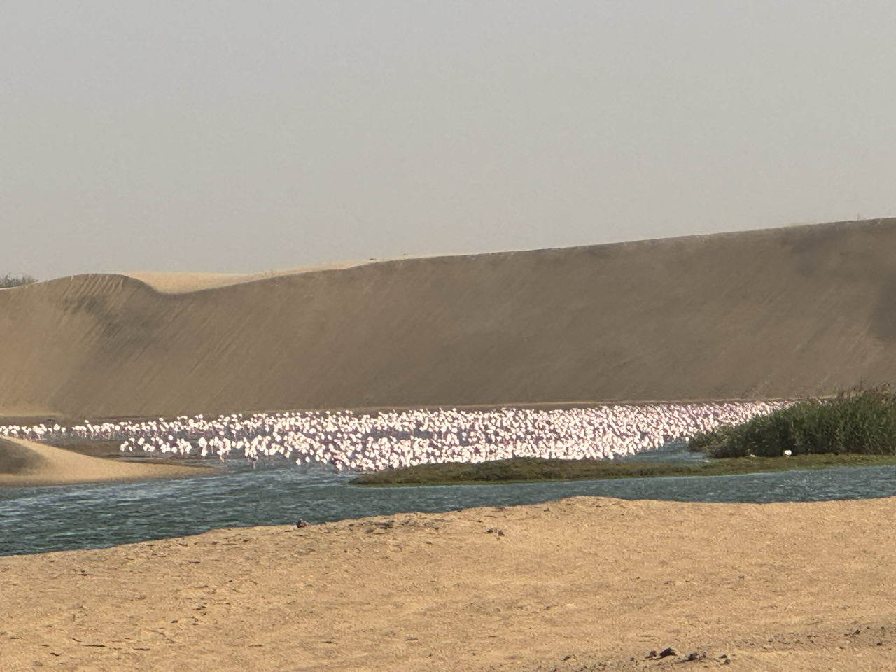 Flamingos in the Walvis Bay lagoon
