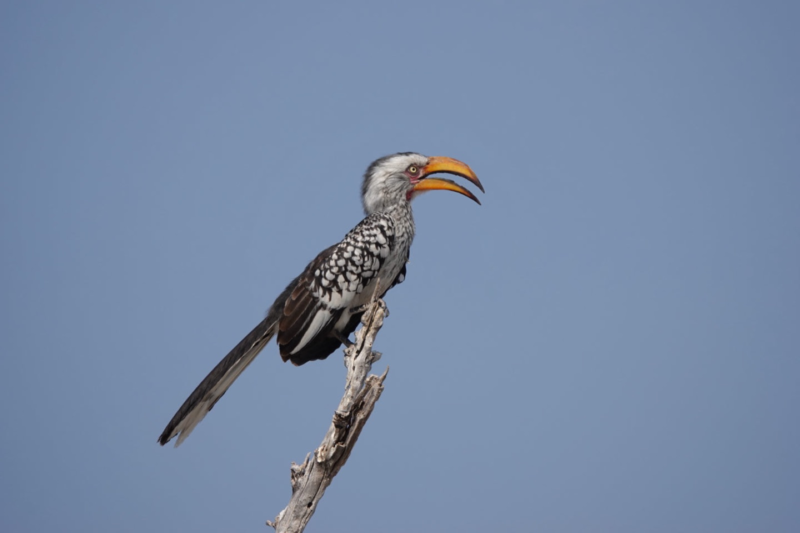 A southern yellow-billed hornbill on a branch