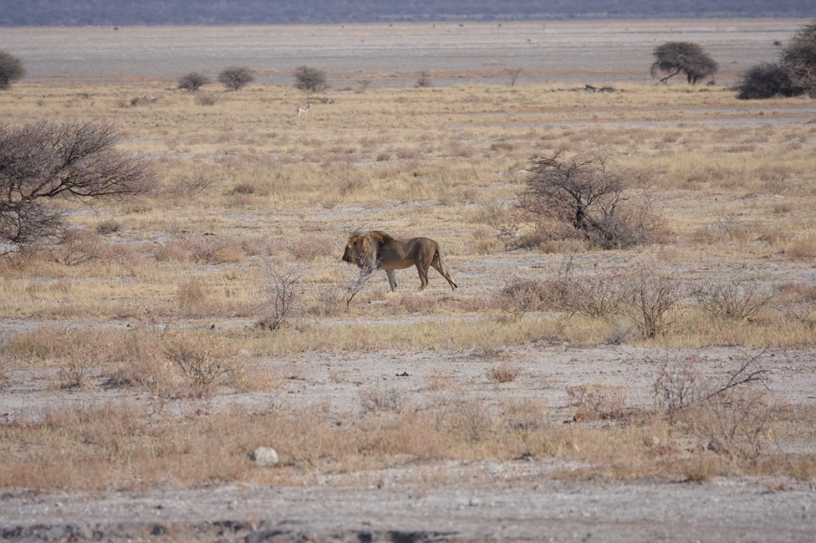 A male lion walking across the grassland in Etosha