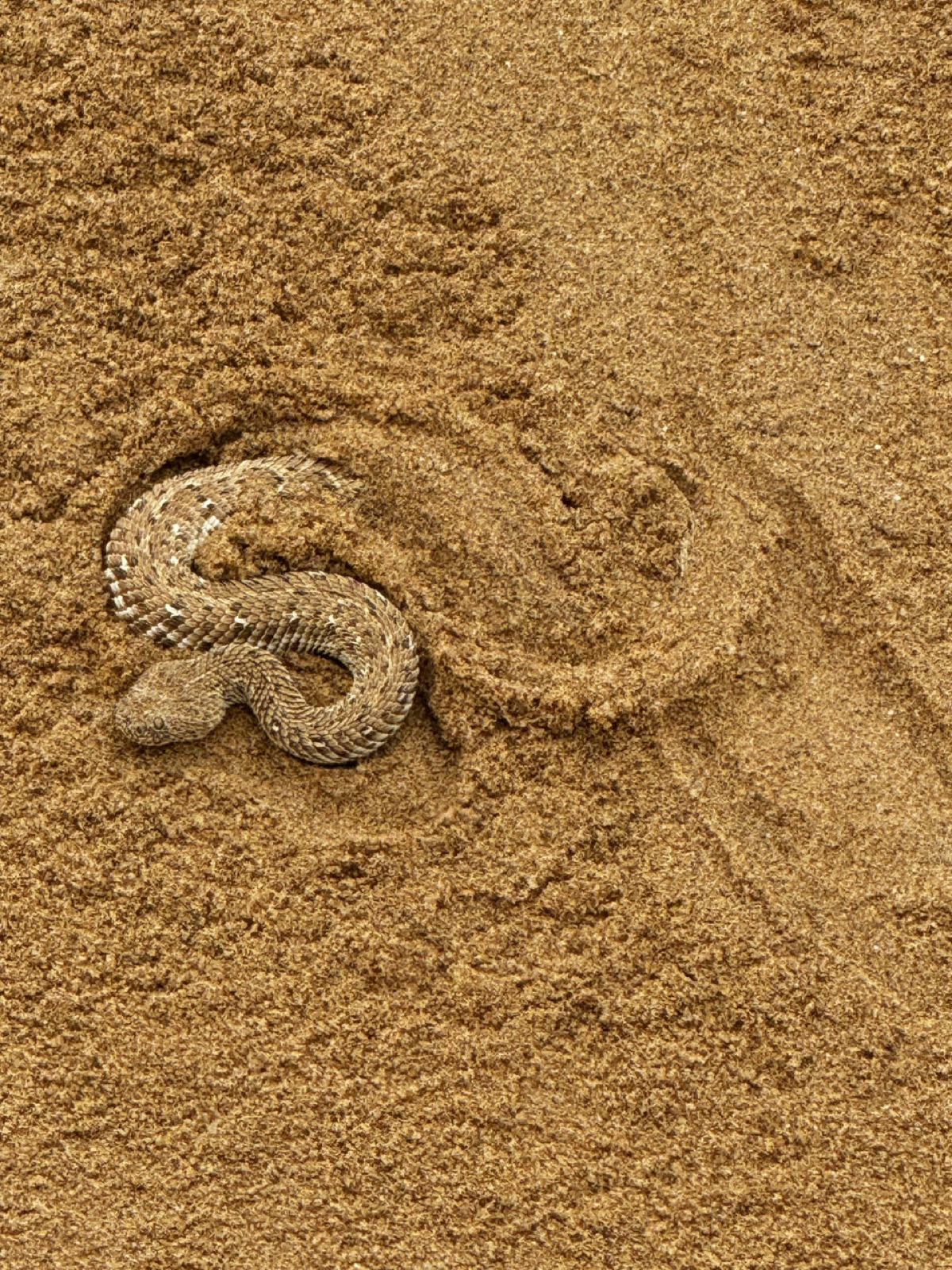 A sidewinder adder coiled and half buried in the sand